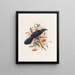 Manucodia keraudreni - Daniel Giraud Elliot — framed artwork on a wall