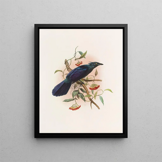 Manucodia keraudreni - Daniel Giraud Elliot — framed artwork on a wall