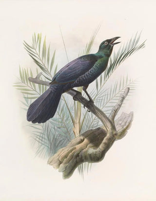 Manucodia atra - Daniel Giraud Elliot — artwork view