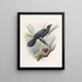 Manucodia atra - Daniel Giraud Elliot — framed artwork on a wall