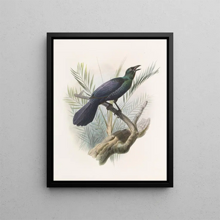 Manucodia atra - Daniel Giraud Elliot — framed artwork on a wall