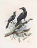Manucodia chalybea - Daniel Giraud Elliot — artwork view