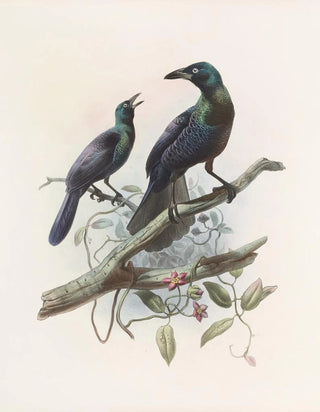 Manucodia chalybea - Daniel Giraud Elliot — artwork view