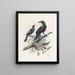 Manucodia chalybea - Daniel Giraud Elliot — framed artwork on a wall