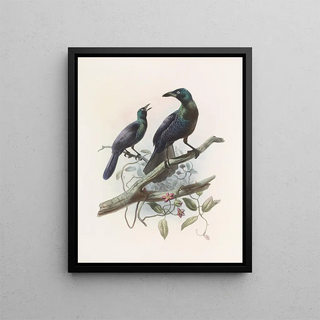 Manucodia chalybea - Daniel Giraud Elliot — framed artwork on a wall