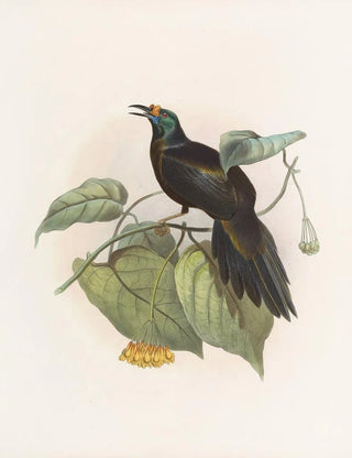 Paradigalla carunculata - Daniel Giraud Elliot — artwork view