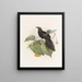 Paradigalla carunculata - Daniel Giraud Elliot — framed artwork on a wall