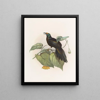 Paradigalla carunculata - Daniel Giraud Elliot — framed artwork on a wall