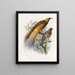 Surnom de Paradisaea - Daniel Giraud Elliot — framed artwork on a wall