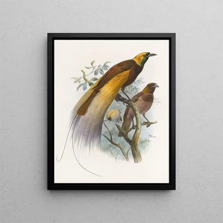 Surnom de Paradisaea - Daniel Giraud Elliot — framed artwork on a wall