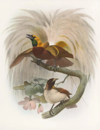 Paradisaea minor - Daniel Giraud Elliot — artwork view