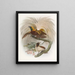 Paradisaea minor - Daniel Giraud Elliot — framed artwork on a wall