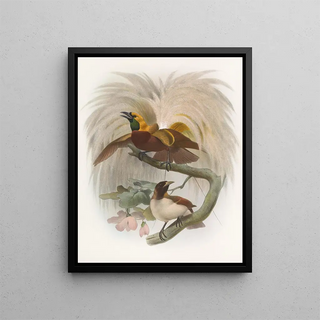 Paradisaea minor - Daniel Giraud Elliot — framed artwork on a wall