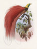 Paradisaea raggiana - Daniel Giraud Elliot — artwork view