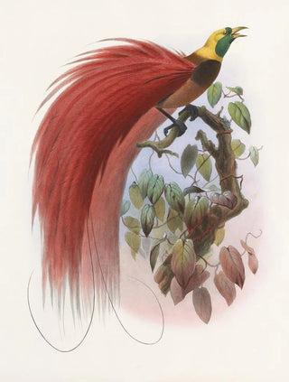Paradisaea raggiana - Daniel Giraud Elliot — artwork view