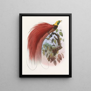 Paradisaea raggiana - Daniel Giraud Elliot — framed artwork on a wall
