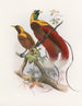 Paradisaea sanguinea - Daniel Giraud Elliot — artwork view