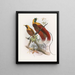 Paradisaea sanguinea - Daniel Giraud Elliot — framed artwork on a wall