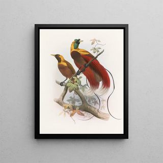 Paradisaea sanguinea - Daniel Giraud Elliot — framed artwork on a wall