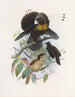 Parotia de six pence - Daniel Giraud Elliot — artwork view