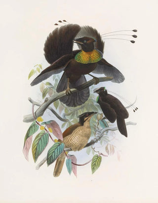 Parotia de six pence - Daniel Giraud Elliot — artwork view