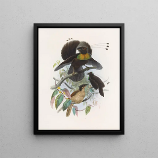 Parotia de six pence - Daniel Giraud Elliot — framed artwork on a wall