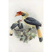 Penelopides affinis - Daniel Giraud Elliot — artwork view