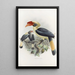 Penelopides affinis - Daniel Giraud Elliot — framed artwork on a wall