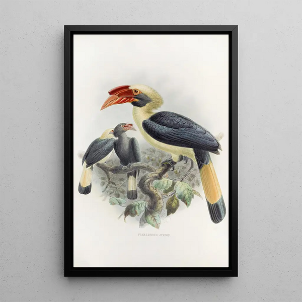 Penelopides affinis - Daniel Giraud Elliot — framed artwork on a wall