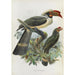 Penelopides manillae - Daniel Giraud Elliot — artwork view