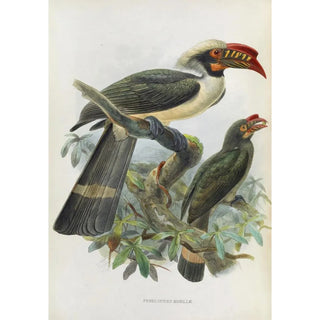 Penelopides manillae - Daniel Giraud Elliot — artwork view