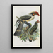 Penelopides manillae - Daniel Giraud Elliot — framed artwork on a wall