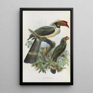 Penelopides manillae - Daniel Giraud Elliot — framed artwork on a wall