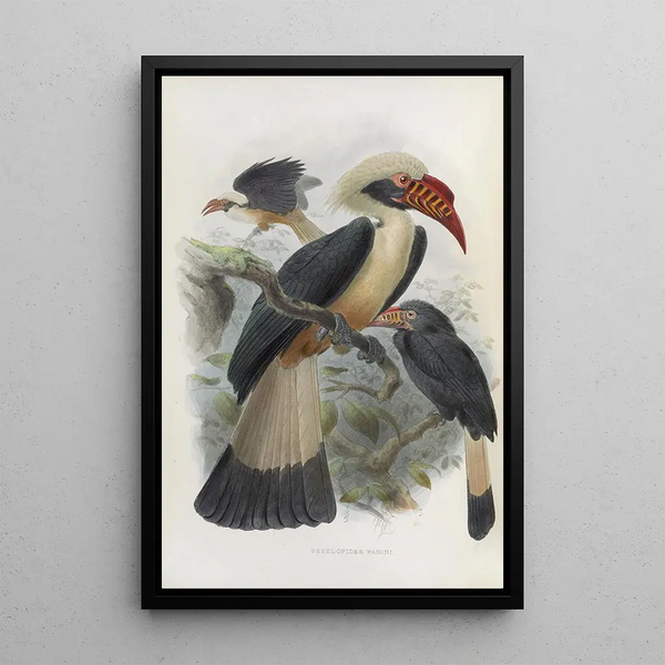 Reproduction of the painting Penelopides panini - Daniel Giraud Elliot
