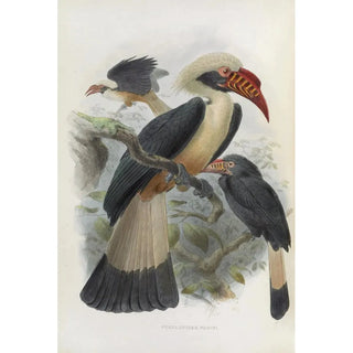 Reproduction of the painting Penelopides panini - Daniel Giraud Elliot