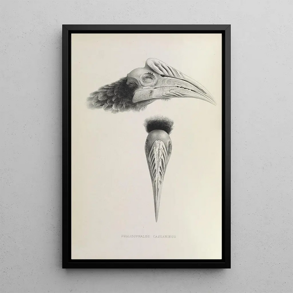 Reproduction of the painting Pholidophalus casuarinus - Daniel Giraud Elliot