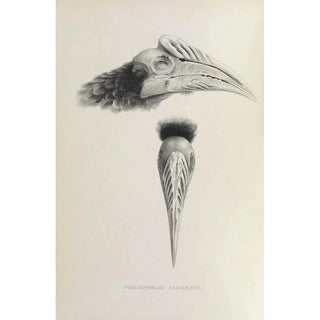 Reproduction of the painting Pholidophalus casuarinus - Daniel Giraud Elliot