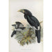 Pholidophalus fistulator - Daniel Giraud Elliot — artwork view