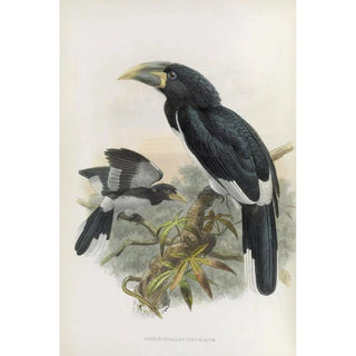 Pholidophalus fistulator - Daniel Giraud Elliot — artwork view