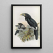 Pholidophalus fistulator - Daniel Giraud Elliot — framed artwork on a wall
