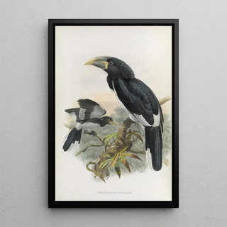 Pholidophalus fistulator - Daniel Giraud Elliot — framed artwork on a wall