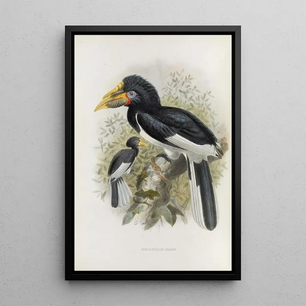 Reproduction of the painting Pholidophalus sharpii - Daniel Giraud Elliot