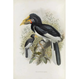Reproduction of the painting Pholidophalus sharpii - Daniel Giraud Elliot