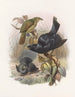 Ptilorhynchus violaceus - Daniel Giraud Elliot — artwork view