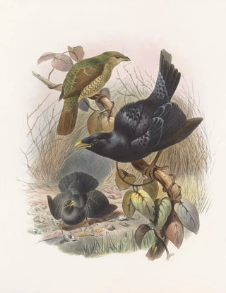 Ptilorhynchus violaceus - Daniel Giraud Elliot — artwork view