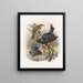 Ptilorhynchus violaceus - Daniel Giraud Elliot — framed artwork on a wall