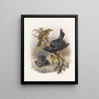 Ptilorhynchus violaceus - Daniel Giraud Elliot — framed artwork on a wall