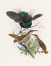Alberti Ptiloris - Daniel Giraud Elliot — artwork view