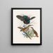 Alberti Ptiloris - Daniel Giraud Elliot — framed artwork on a wall
