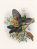 Ptiloris Victorie - Daniel Giraud Elliot — artwork view